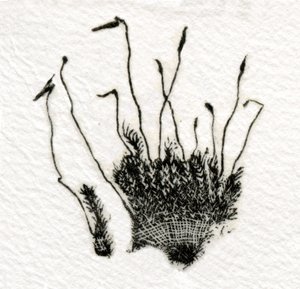 Musgo en brote, 2014 de Bella Larsson