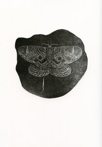 Mariposa nocturna, 2016 de Bella Larsson