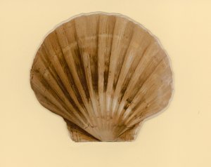 Ilustración para folleto titulado Conchas Marinas de Benjamin D. Sigmund