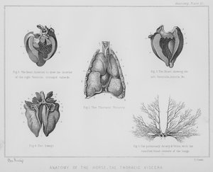 Anatomía del caballo, las vísceras torácicas (litografía)