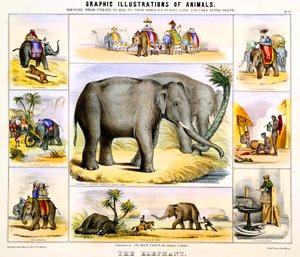 El elefante, c. 1850 de Benjamin Waterhouse Hawkins