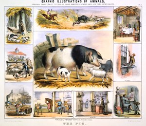 El cerdo, c1850