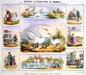 El cisne, el ganso y el pato, c. 1850