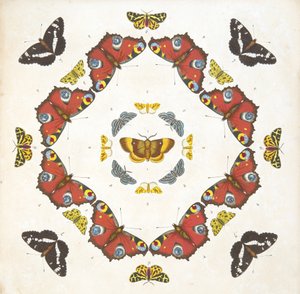 (detalle) de Placa 1, de Una Rara Representación de Mariposas y Polillas, pub. 1764 de Benjamin Wilkes