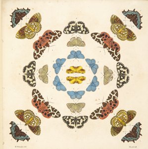 (detalle) de Placa III, de Una Rara Representación de Mariposas y Polillas, pub. 1764 de Benjamin Wilkes