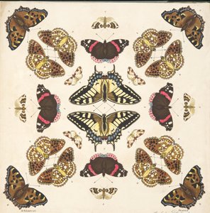 (detalle) de Placa II, de Una Rara Representación de Mariposas y Polillas, pub. 1764 de Benjamin Wilkes