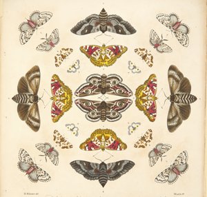 (detalle) de Placa IV, de Una Rara Representación de Mariposas y Polillas, pub. 1764 de Benjamin Wilkes
