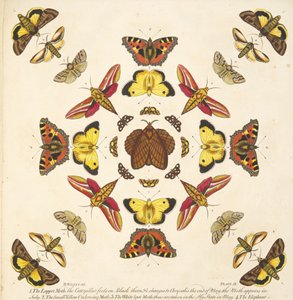 (detalle) de la Placa IX, de Una rara representación de mariposas y polillas, pub. 1764 (grabado a mano) de Benjamin Wilkes