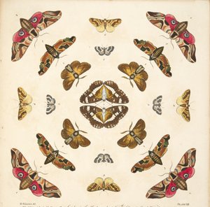 (detalle) de Placa VIII, de Una Rara Representación de Mariposas y Polillas, pub. 1764 de Benjamin Wilkes
