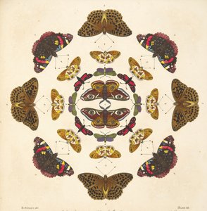 (detalle) de Placa VII, de Una Rara Representación de Mariposas y Polillas, pub. 1764 de Benjamin Wilkes