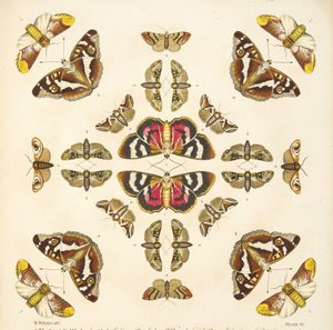 (detalle) de Placa VI, de Una Rara Representación de Mariposas y Polillas, pub. 1764 de Benjamin Wilkes