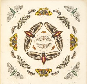 (detalle) de Placa V, de Una Rara Representación de Mariposas y Polillas, pub. 1764 de Benjamin Wilkes
