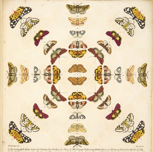 Detalle de la Placa XI, de Una Rara Representación de Mariposas y Polillas, pub. 1764 (grabado coloreado a mano) de Benjamin Wilkes