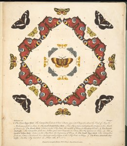 Placa 1, de Una Rara Representación de Mariposas y Polillas, pub. 1764 de Benjamin Wilkes