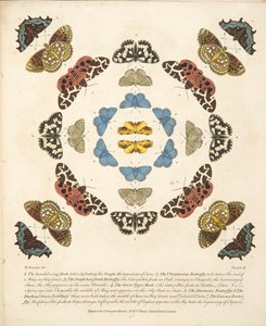 Placa III, de Una Rara Representación de Mariposas y Polillas, pub. 1764 de Benjamin Wilkes