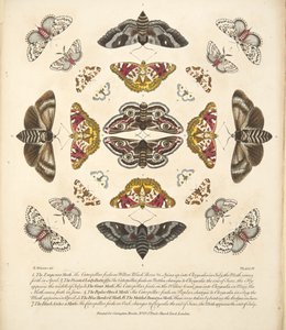 Placa IV, de Una Rara Representación de Mariposas y Polillas, pub. 1764 de Benjamin Wilkes