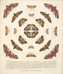 Placa VIII, de Una Rara Representación de Mariposas y Polillas, pub. 1764 de Benjamin Wilkes
