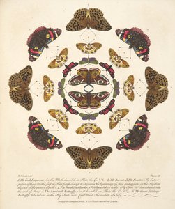 Placa VII, de Una Rara Representación de Mariposas y Polillas, pub. 1764 de Benjamin Wilkes