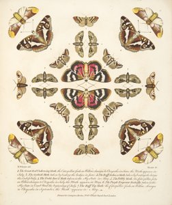 Placa VI, de Una Rara Representación de Mariposas y Polillas, pub. 1764 de Benjamin Wilkes