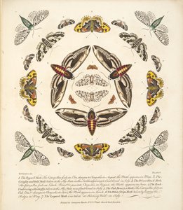 Placa V, de Una Rara Representación de Mariposas y Polillas, pub. 1764 de Benjamin Wilkes