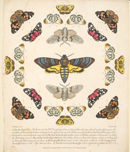 Placa XII, de Una rara representación de mariposas y polillas, pub. 1764 de Benjamin Wilkes