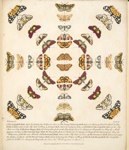 Placa XI, de Una Rara Representación de Mariposas y Polillas, pub. 1764 de Benjamin Wilkes