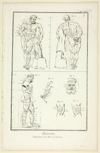 Diseño: Proporciones del Hércules Farnesio, de la Encyclopédie