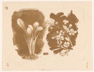 Azafranes y una rama con flor