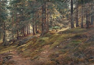 Luz en el bosque