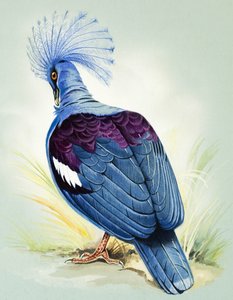Paloma coronada azul (gouache sobre papel)