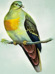 Paloma verde grande (gouache sobre papel)