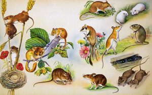 Ratones (gouache sobre papel)