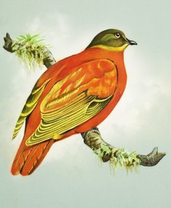 Paloma naranja (gouache sobre papel)