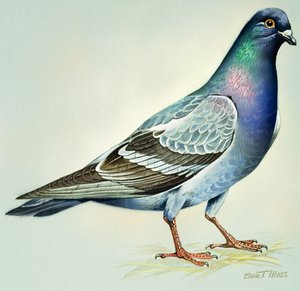 Paloma de roca (gouache sobre papel)
