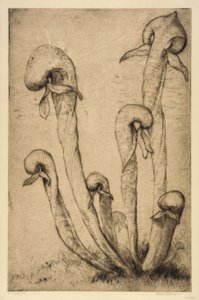 Darlingtonia de Bertha E. Jaques