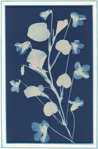 Sin título, c. 1900 de Bertha Evelyn Jacques