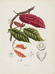 Theobroma, árbol de cacao, c. 1840-1890 de Berthe Hoola van Nooten