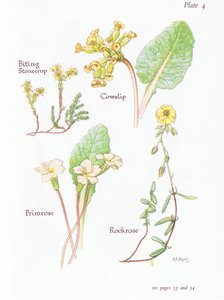Sedum acre, Primula veris, Helianthemum, Primula vulgaris, 1951 de Bessie D. Inglis