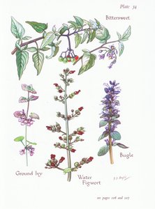 Dulcamara, Hiedra terrestre, Bugula, Escrofularia de agua de Bessie D. Inglis