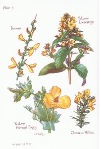 Retama, Ulex, Lysimachia vulgaris, Glaucium flavum, 1951 de Bessie D. Inglis