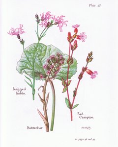 Petasites, Lychnis flos-cuculi, Silene dioica, 1951 de Bessie D. Inglis