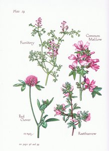 Malva común, Ononis, Fumaria, Trébol rojo, 1951 de Bessie D. Inglis