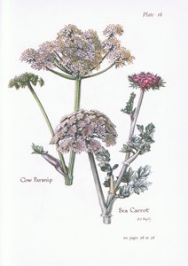 Heracleum sphondylium, Daucus carota marítima, 1951 de Bessie D. Inglis
