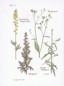 Reseda lutea, Artemisia vulgaris, Lapsana communis, Sisymbrium officinale, 1951 de Bessie D. Inglis