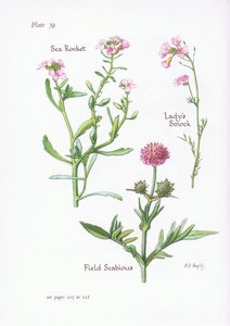 Cardamine pratensis, Escabiosa de campo, Cohete de mar de Bessie D. Inglis