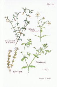 Cerastium fontanum, Stellaria holostea, Stellaria media, Euphrasia, 1951 de Bessie D. Inglis