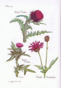 Cardo almizclero, Cardo lanceolado, Centaurea mayor