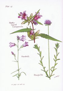 Campanula de hojas de ortiga, Campanilla, Botón de oveja de Bessie D. Inglis