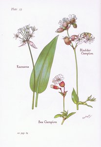 Ajo de oso, Silene vulgaris, Silene marítima, 1951 de Bessie D. Inglis
