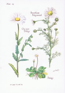 Matricaria perforata, Margarita, Leucanthemum vulgare, 1951 de Bessie D. Inglis